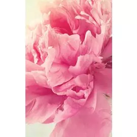 Блокнот. Пионы на бирюзовом