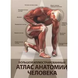 Большой иллюстрированный атлас анатомии человека