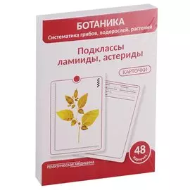 Ботаника. Систематика грибов, водорослей, растений. Подклассы ламииды, астериды. 48 карточек