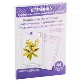 Ботаника. Систематика грибов, водорослей, растений. Подклассы магнолииды, ранункулиды, кариофиллиды, гамамелидиды, дилленииды. 44 карточки