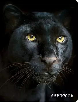 Дерзость (Пантера)