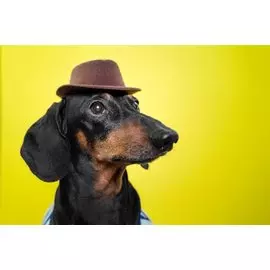 Холст с красками по номерам 22х30см ТМ Рыжий кот (12цв.) Такса в шляпе (Арт. Х-2832)