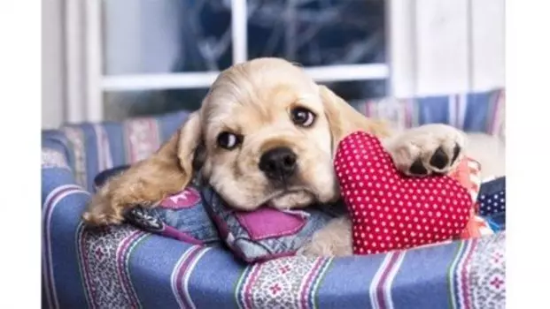 Холст с красками по номерам 30х40см ТМ Рыжий кот Палитра Кокер-Спаниель с сердечком (Арт. Х-3414)