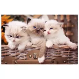 Холст с красками по номерам 30х40см ТМ Рыжий кот Палитра Котята в корзине (Арт. Х-9556)