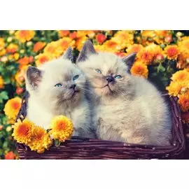 Холст с красками по номерам 40х50см ТМ Рыжий кот Котята в цветах Х-9001