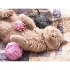 Холст с красками по номерам 40х50см (в коробке) (20цв.) ТМ Рыжий кот Милый котенок с нитками ХК-5882