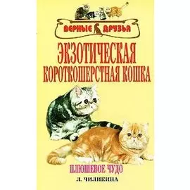 Экзотерическая короткошерстная кошка