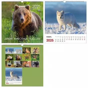 Календарь 2025г 320*320 "Диткие животные России" настенный, на спирали