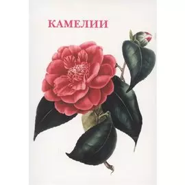 Камелии. Набор открыток