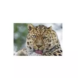 Набор для творчества, Рыжий Кот, Алмазная мозаика Леопард (блест) 30х40 см c подр., с полн. заполн. (29цв.) FS011