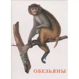 Обезьяны. Набор открыток