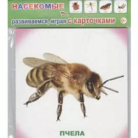 Обучающие карточки. Насекомые