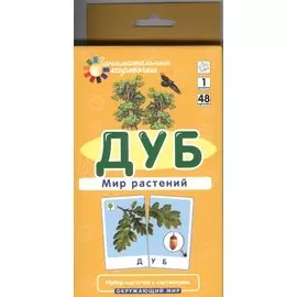Дуб. Мир растений. Окружающий мир. Игра развивающая и обучающая. Для детей от 5 лет