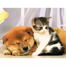 Палитра. Холст с красками 30х40см по номерам в пленке Котёнок и спящий пёс (Арт. Х-7371)