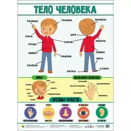 Плакат. Тело Человека