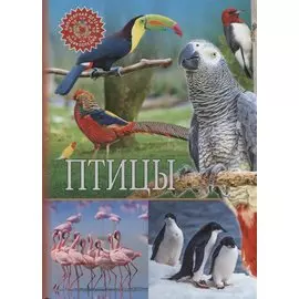 Птицы