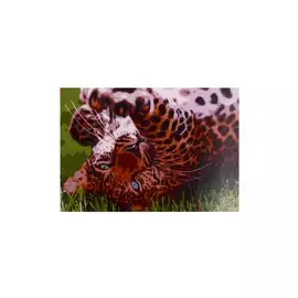 Набор ТМ Рыжий Кот Раскраска на картоне A3 Игривый леопард (Арт. Р-2269)