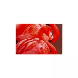Набор ТМ Рыжий кот Раскраска на картоне А3 (в коробке) Прекрасные фламинго (Арт. Р-2562)