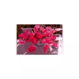 Раскраска по номерам на картоне "Пионовидные розы", 20х30 см