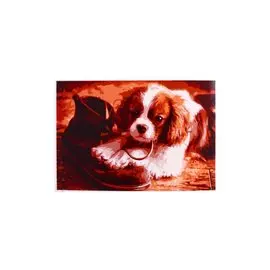 Раскраска по номерам на картоне "Щенок и ботинок", 20х30 см