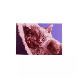 Раскраска по номерам на картоне "Спящий котенок", 20х30 см