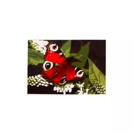 Раскраска по номерам на картоне "Яркая бабочка", 20х30 см