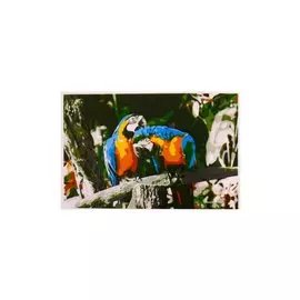 Раскраска по номерам на картоне "Яркие попугаи", 20х30 см