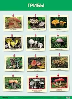 Развивающие плакаты. Грибы