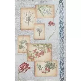 Рисовая бумага для декупажа "Ботанические зарисовки"