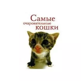 Самые очаровательные кошки