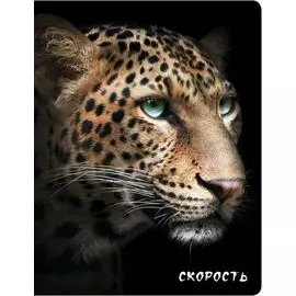 Скорость (Гепард)