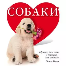 Собаки