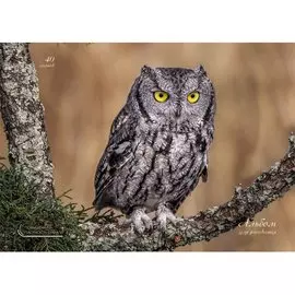 Сова на дереве (гребень, 40л.) АЛЬБОМЫ ДЛЯ РИСОВАНИЯ (гребень). 40 листов