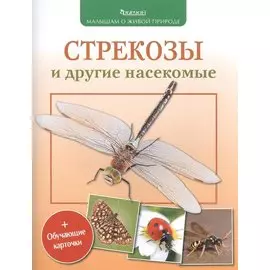 Стрекозы и другие насекомые