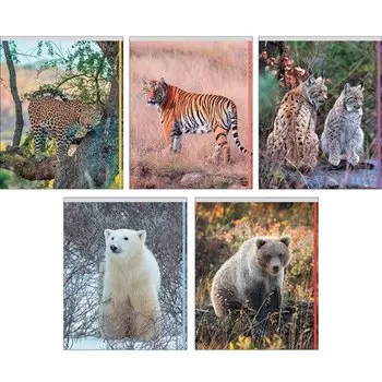 Тетради в клетку «Дикие животные», А5, 48 листов