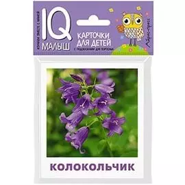 Умный малыш. Что растёт на клумбе?