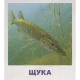 Умный малыш. Пресноводные рыбы. Набор карточек для детей.