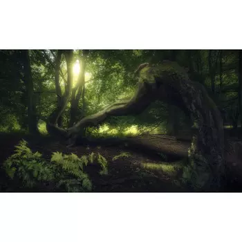 Аксессуары N3 Art N3 Playmat: Senescent Tree (24" x 14") (Clearance)