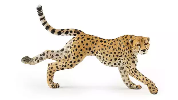 Бег гепарда