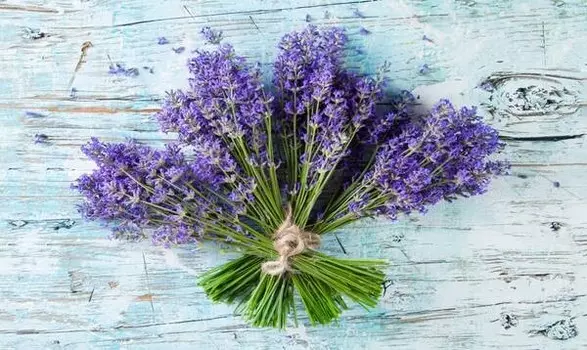 Бегун для ванны Dmora, 52x1x62 см, фиолетовый