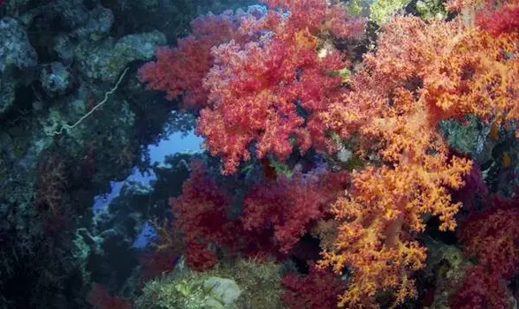 Бегун для ванны Ideallux, 52x1x62 см, многоцветный