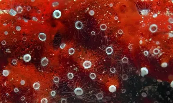 Бегун для ванны Ideallux, 52x1x90 см, многоцветный