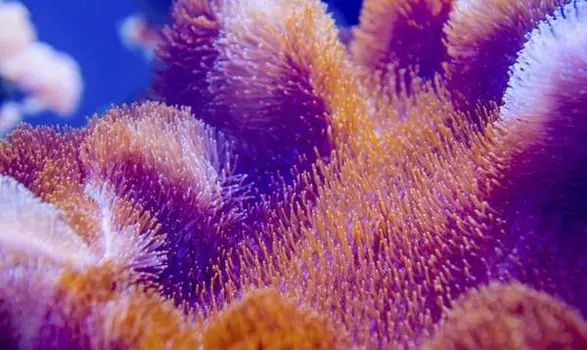 Бегун для ванны Ideallux, 70x1x120 см, многоцветный