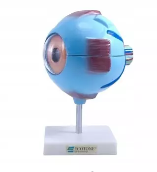 Человеческий глаз PHU Lewandowski