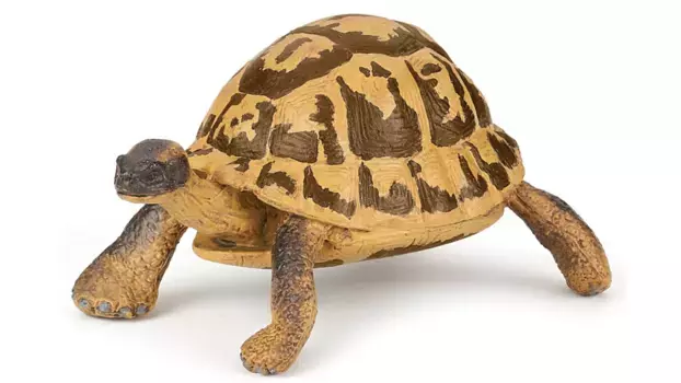 Черепаха германа