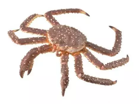 Collecta, Коллекционная фигурка, Камчатский краб