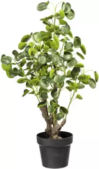 Creativ green Искусственное комнатное растение "Pilea Plant" /25х77 см, зеленый