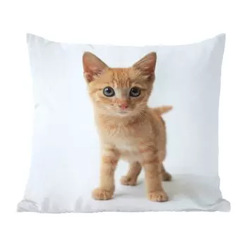 Декоративная подушка MuchoWow Диванная подушка Декоративная подушка для гостиной 60 x 60 см Кот - Красный - Котенок - Девочки - Дети - Мальчики - Ребенок - Чехлы на подушки - Хлопчатобумажная ткань - Декоративные наволочки