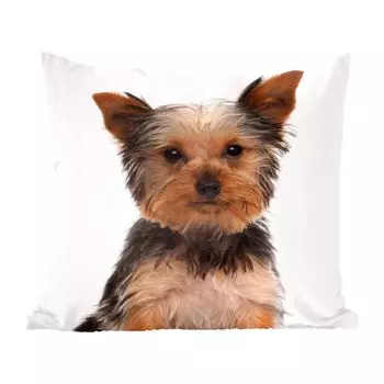 Декоративная подушка MuchoWow Диванная подушка Декоративная подушка для гостиной 60 x 60 см Позирующий йоркширский терьер - Чехол на подушку - Хлопчатобумажная ткань - Декоративные наволочки