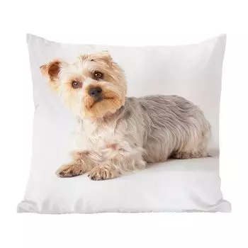 Декоративная подушка MuchoWow, диванная подушка, декоративная подушка для гостиной, 60 х 60 см, йоркширский терьер смотрит в камеру - чехол на подушку - хлопчатобумажная ткань - декоративные наволочки